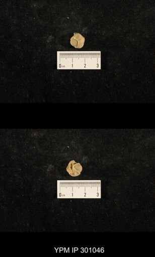 Euphemites sp.