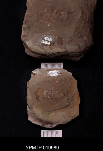 Anthracaris gracilis