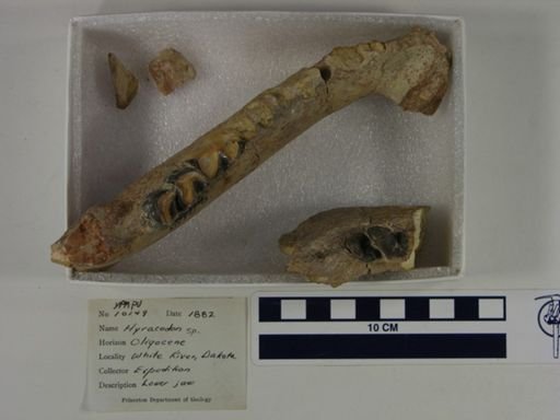 Hyracodon sp.