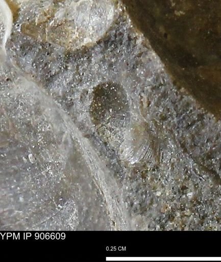 undet. Mollusca