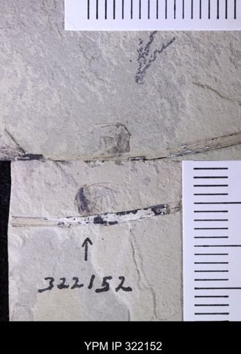 undet. Blattodea