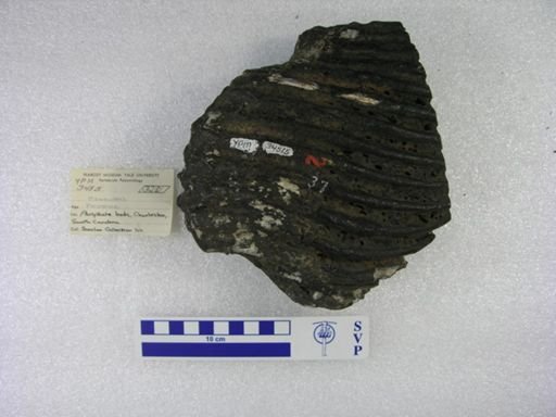 Mammuthus sp.