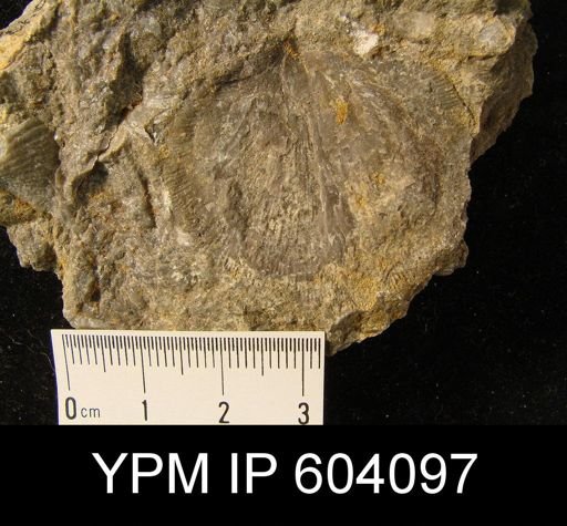 Rhipidomella assimilis