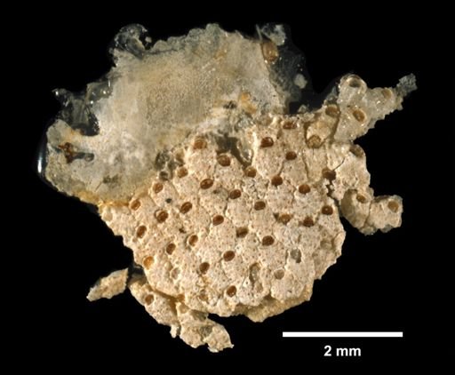 Cribrilinidae