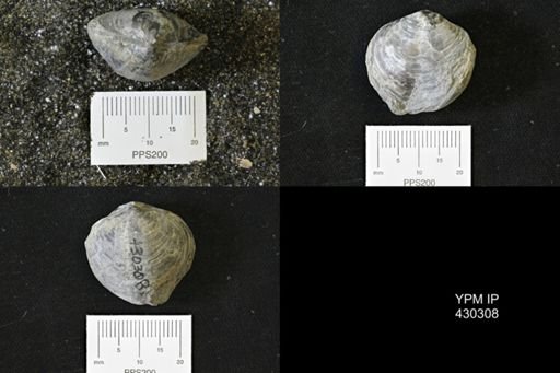 Athyris spiriferoides
