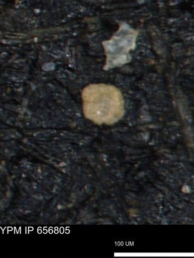 undet. Foraminiferida