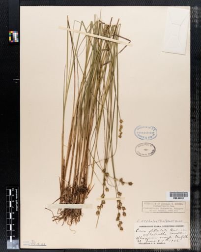 Carex cephalantha