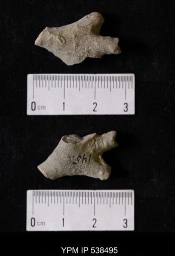 Hallopora subplana