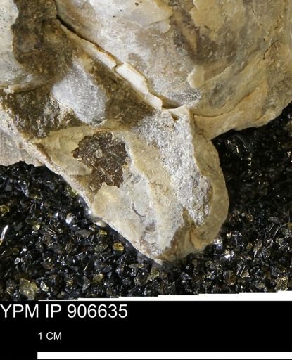 undet. Mollusca