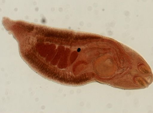 Rhopalias macracanthus