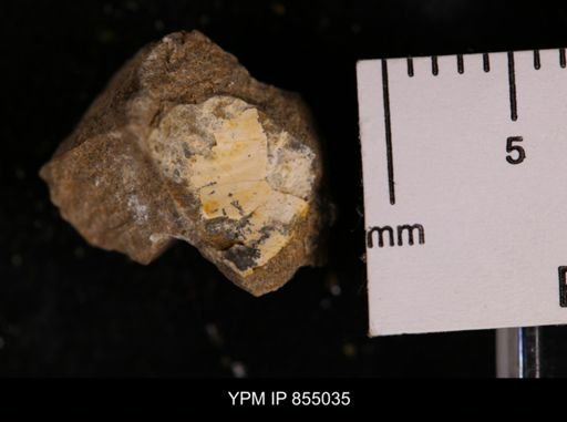 Protocardia sp.