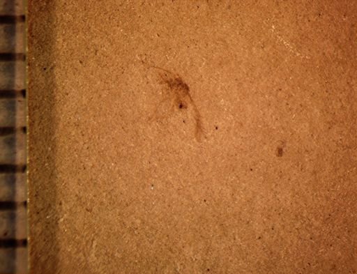 undet. Diptera