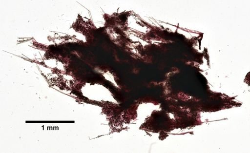 Ulosa hispida