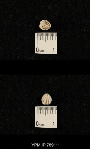 undet. Brachiopoda