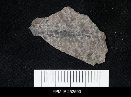 undet. Eurypterida