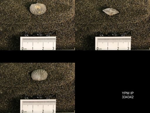 Plectorthis triplicatella