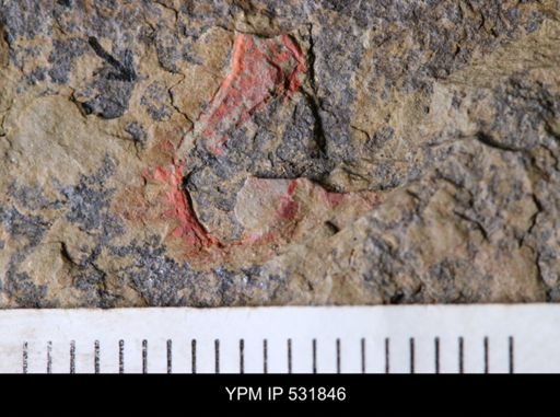 Chauvelicystis sp.