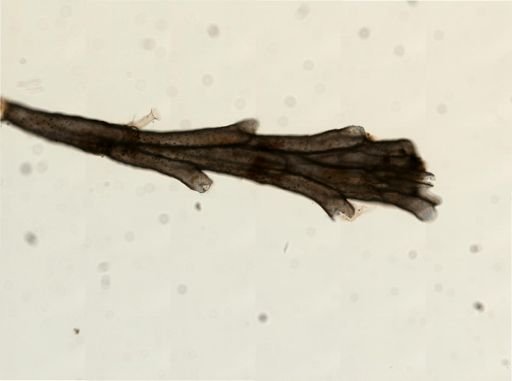Crisulipora occidentalis
