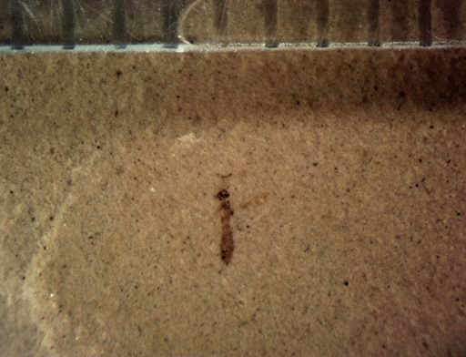 undet. Chalcidoidea