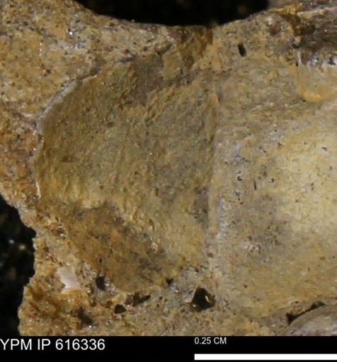 Protocardia subquadrata