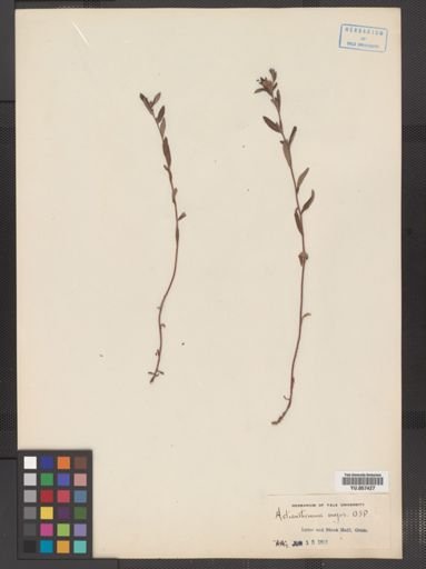 Helianthemum bicknellii