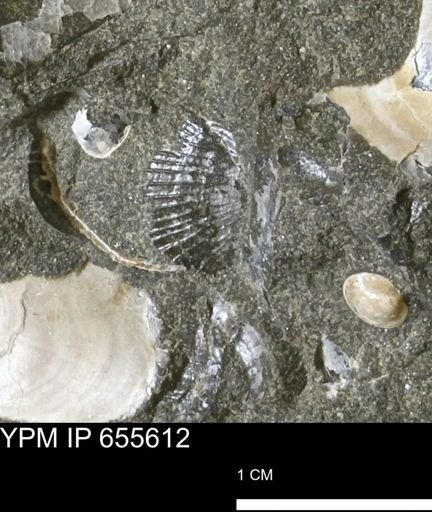 Oxytoma (Hypoxytoma) nebrascana