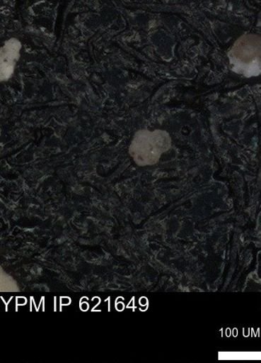 undet. Foraminiferida