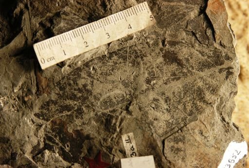 Icacorea prisca