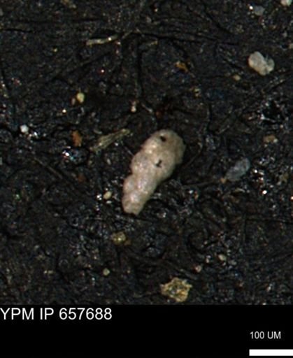 Verneuilinoides kansasensis