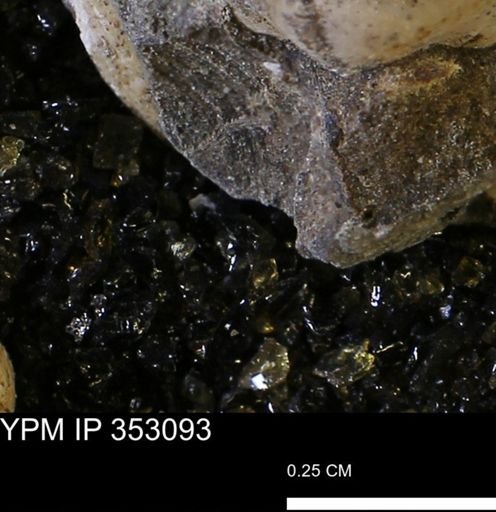 undet. Mollusca