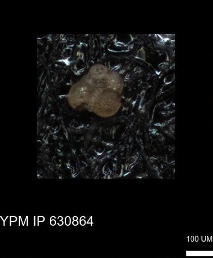 undet. Rugoglobigerinidae