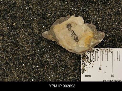 undet. Inoceramidae