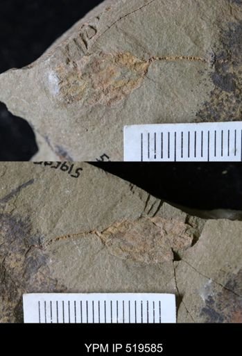 undet. Eocrinoidea