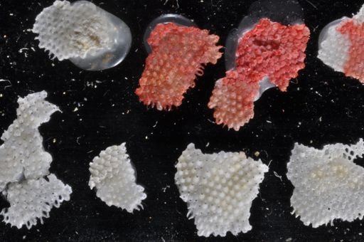 Microporella