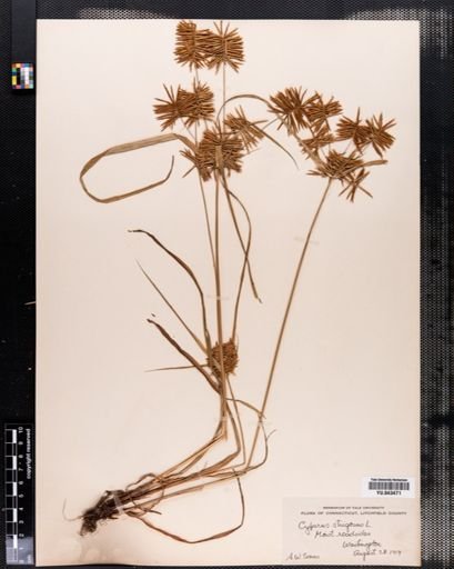Cyperus strigosus