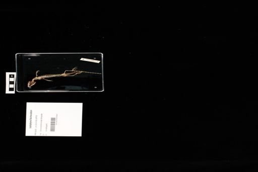Lepidophyma flavimaculatum