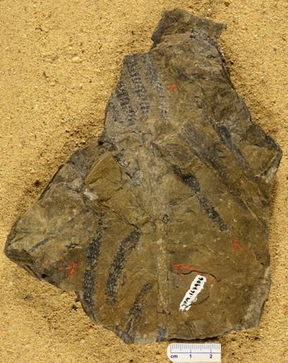 Paleostachya sp.