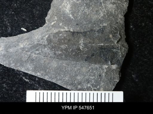 undet. Eurypterida