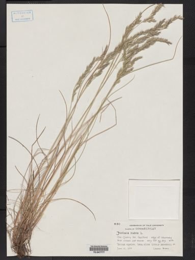 Festuca rubra