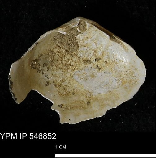 Cumingia tellinoides