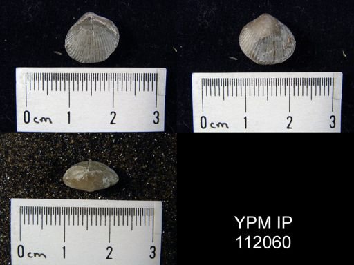Rhynchonella sp.