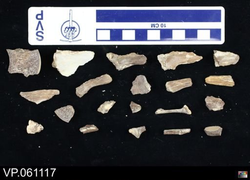 undet. Mosasauridae