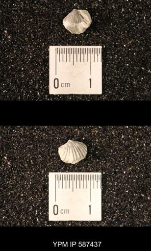 Camarotoechia whitei