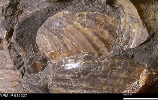 Inoceramus sp.