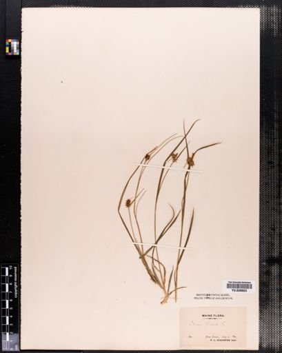 Carex flava