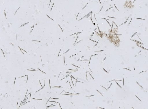 Halichondrida