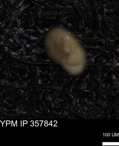 undet. Foraminiferida