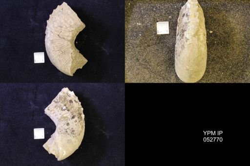 Jeletzkytes nebrascensis