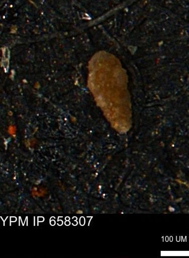 Verneuilinoides kansasensis