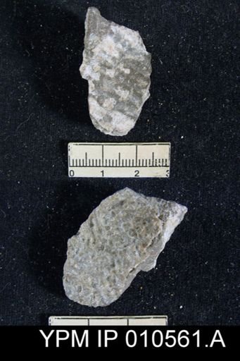 Productus indicus